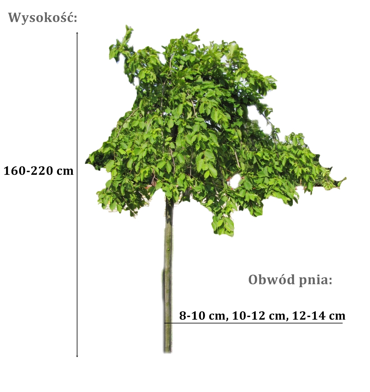 grab pendula - duze sadzonki drzewa o roznych obwodach pnia 